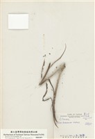 藏品(臺灣百合)的圖片